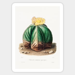 Bishop's Cap Cactus (Astrophytum Myriostigma) from Iconographie descriptive des cactées by Charles Antoine Lemaire (1801–1871) Sticker